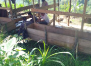 Antisipasi Penyebaran PMK, 200 Ekor Sapi Divaksinasi Darurat di Sawahlunto