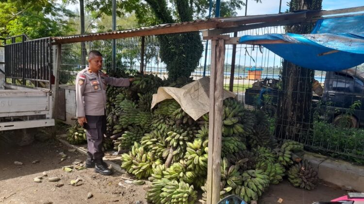 TINJAU—Kapolsek Sikakap Iptu Januar saat meninjau salah satu barang pedagang pengumpul pisang yang menumpuk tidak terbawa kapal.
