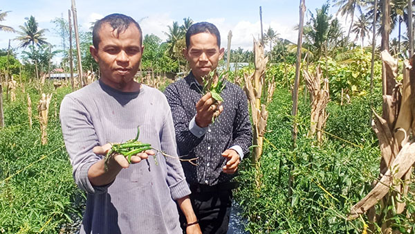 PENCURIAN CABAI— Riki Naldo memperlihatkan cabai hijau yang tercecer usai dicuri oleh orang tak dikenal.