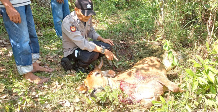 PENCURI SAPI— Kondisi sapi milik warga di Jorong Kampung Baru, Kabupaten Sijunjung ditinggal dalam kondisi mati usai disembelih oleh komplotan pencuri ternak. Sedangkan satu ekor sudah berhasil dibawa kabur pelaku.