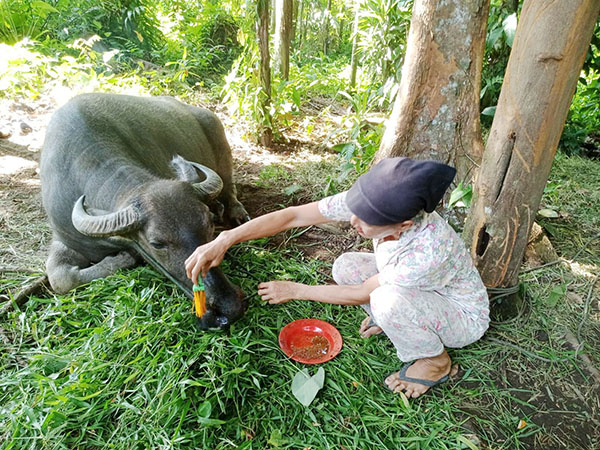BERI OBAT—Terlihat seorang warga mencoba memberikan obat pada ternak yang terkena PMK.