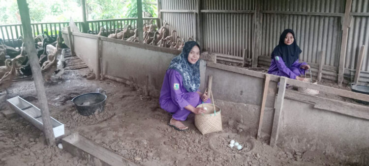 PANEN—Dua mahasiswi Unand melakukan panen telur itik di kandang peternam dalam rangka melakukan penelitian terhadap itik petelur.
