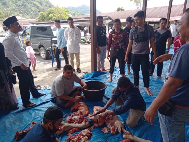 Polres Pessel Sembelih 4 Ekor Sapi, Dihadiri Kapolres Pessel Langsung 1 323