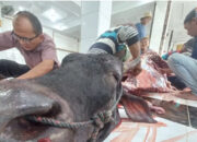 800 Sapi dikurbankan di Seluruh Masjid dan Mushala di Bukittinggi