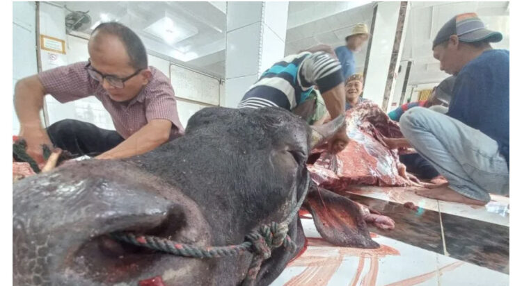 PEMOTONGAN HEWAN-Prosesi pemotongan hewan korban di salah satu mesjid di Kota Bukittinggi. Tahun ini, kota Bukittinggi, mencatat sebanyak 800 lebih sapi yang dikurbankan di seluruh masjid dan mushala di daerah setempat.