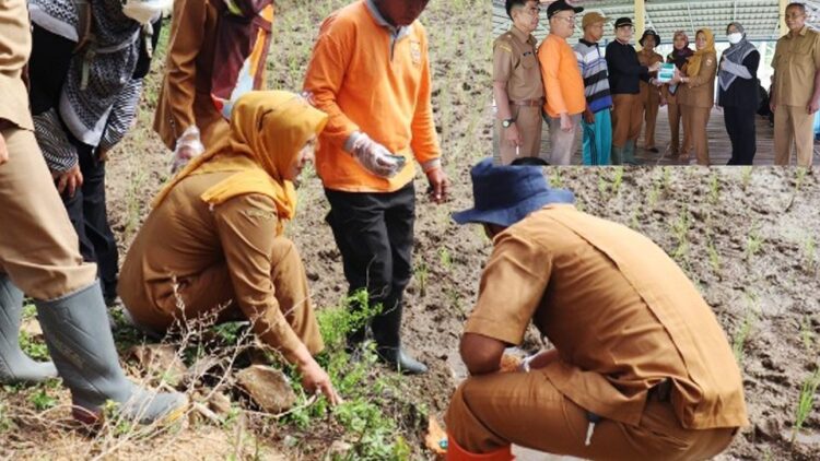 SERANG—Terlihat beberapa orang pejabat sasikan saat gerdal serang hama tikus.