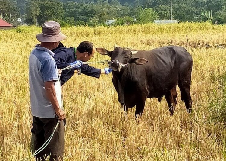 PERIKSA—Terlihat tim yang turun kepalangan untuk melakukan pemeriksaaan kesehatan hewan.
