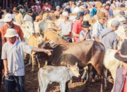 Hewan Kurban tak Kunjung Datang, Mushala Baitul Jannah Gagal Selenggarakan Kurban, Polisi Buru Penyedia Sapi yang Diduga Bawa Kabur Uang
