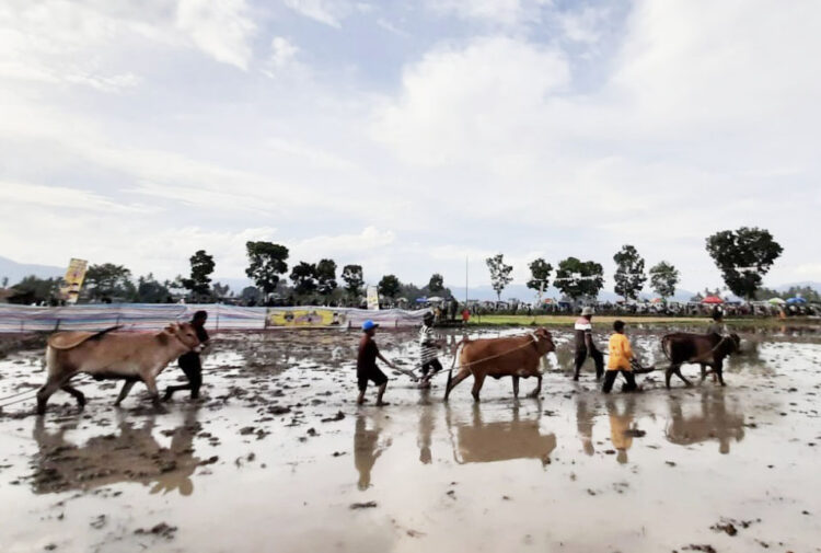 DIHELAT— Festival Budaya Pacu Jawi akan dihelat Senin-Selasa (4-5/7) di Muaro Kelurahan Ikua Koto di Balai Nagari Koto Nan Gadang Kecamatan Payakumbuh Utara, Kota Payakumbuh.