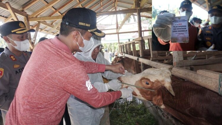 Walikota Pariaman H Genius Umar menyatakan adanya wabah Penyakit Mulut dan Kaki (PMK) sangat berdampak terhadap penurunan produksi daging.