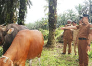 Sapi Kurban Terinfeksi PMK Tetap Bisa Disembelih, Kadis: Kepala, Kaki dan Jeroan tidak Disarankan