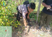 Warga Jorong Baringin Resah, Jejak Telapak Inyiak Balang Terlihat di Perkebunan