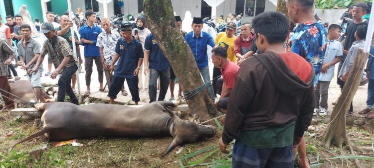 Anggota DPR RI Athari Gauthi Ardi Tebar 6 Ekor Sapi Kurban di Sumbar 1 DISEMBELIH—Sapi kurban dari Anggota Komisi V DPR RI, Athari Gauthi Ardi Sijunjung disembelih di Masjid Nurul Iman di Jorong Guguk Nane, Nagari Tanjung Gadang.