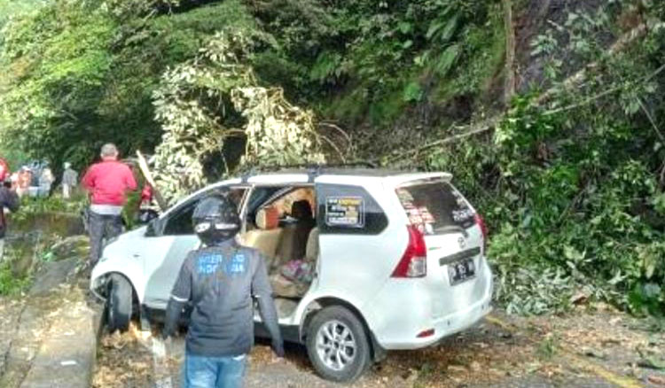 TERTIMPA POHON— Dua mobil tertimpa pohon tumbang akibat longsor di Silaiang.