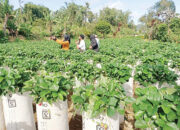 Wisata Petik Stroberi di Lereng Singgalang, Lahan Pertanian yang Disulap jadi Tujuan Wisata