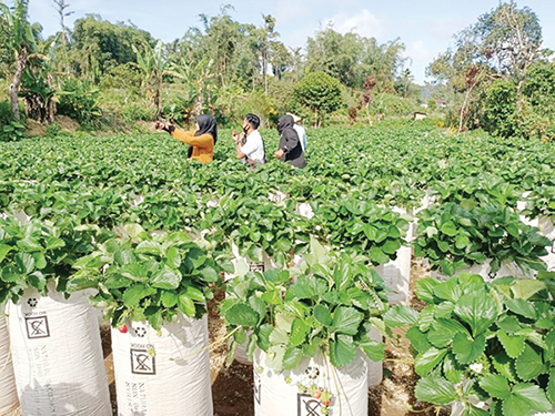 KEBUN STROBERI— Sejumlah pengunjung tengah menikmati objek wisata petik stroberi yang berada di lereng gunung Singgalang.