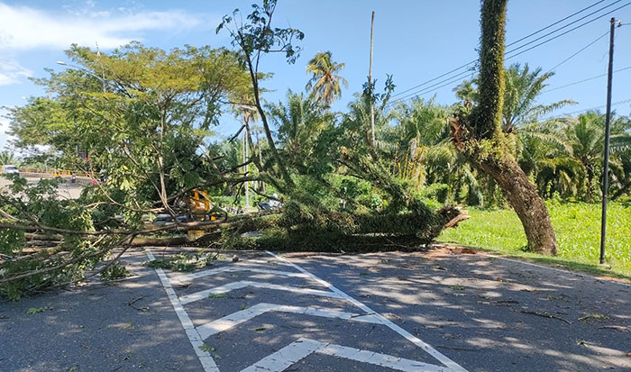 TUMBANG— Pohon tumbang yang menutupi jalan dari Fly Over menuju BIM dan menimpa mobil yang melintas.