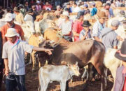 Kasus Sapi Kurban di Kota Bukittinggi Belum Terungkap, Kemenag Imbau Waspadai Calo