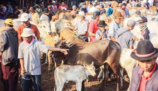Kasus Sapi Kurban belum terungkap