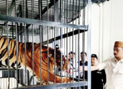 Populasi Harimau Berkurang, Pemko Bukittinggi Komit Jaga Kelestarian Harimau