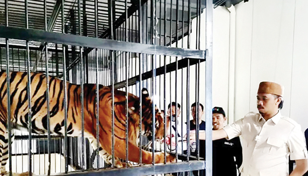 JAGA KELESTARIAN— Wali Kota Bukittinggi Erman Safar saat mengunjungi TMSBK. Dalam kunjungan tersebut Wali Kota menyampaikan komitmen menjaga kelestarian harimau yang saat ini dipusatkan di lembaga konservasi milik pemerintah kota Bukittinggi tersebut.