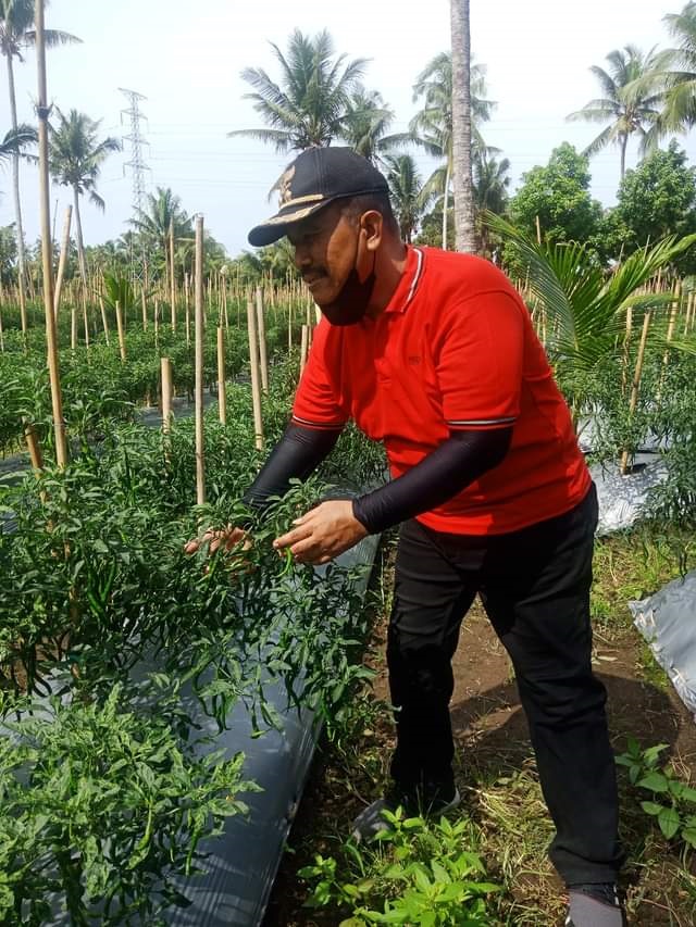 TINJAU—Wawako Mardison Mahyuddin saat tinjau tanaman cabai masyarakat dalam perkarangan rumah masyarakat.