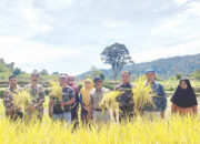 Poktan Ganto Sori Kembangkan Pertanian Organik, Solusi Keterbatasan Pupuk Kimia Bersubsidi