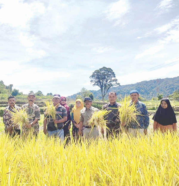 Poktan Ganto Sori Kembangkan Pertanian Organik, Solusi Keterbatasan Pupuk Kimia Bersubsidi 1 PANEN PADIK— Kepala Dinas Pertanian Agam, Afniwirman saat mengikuti panen padi yang dilakukan oleh kelompok nani Ganto Sori Matur Mudiak, Kecamatan Matur, Kabupaten Agam, Senin (12/9).