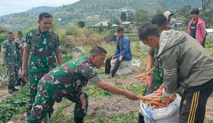 Lahan Program Pemberdayaan Prajurit dan Masyarakat Produktif, Kasdim 0309/Solok Panen Wortel 1 PANEN WORTEL— Kepala Staf Kodim (Kasdim) Mayor Inf Hendra Bagus Arioko ikut panen wortel.