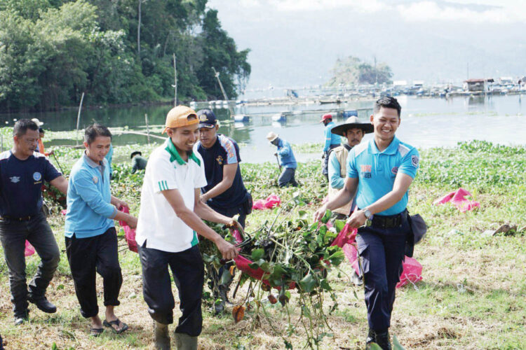 GOTONG ROYONG— Sejumlah relawan gotong royongmelakukan pembersihan enceng gondok sebagai upaya penyelamatan Danau Maninjau yang sudah mulai tercemar, Rabu (14/9).