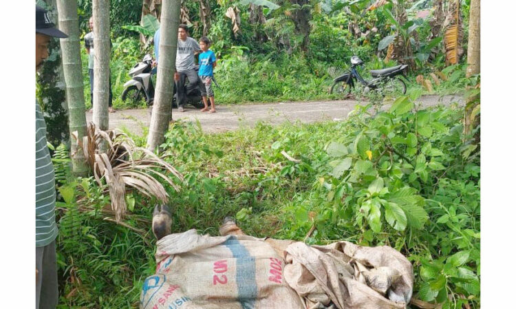 PENCURIAN SAPI– Sapi milik warga di Nagari Kasang, Kecamatan Batang Anai yang sudah disembelih komplotan pencuri ditinggal oleh komplotan pencuri gegara ketahuan pemiliknya.