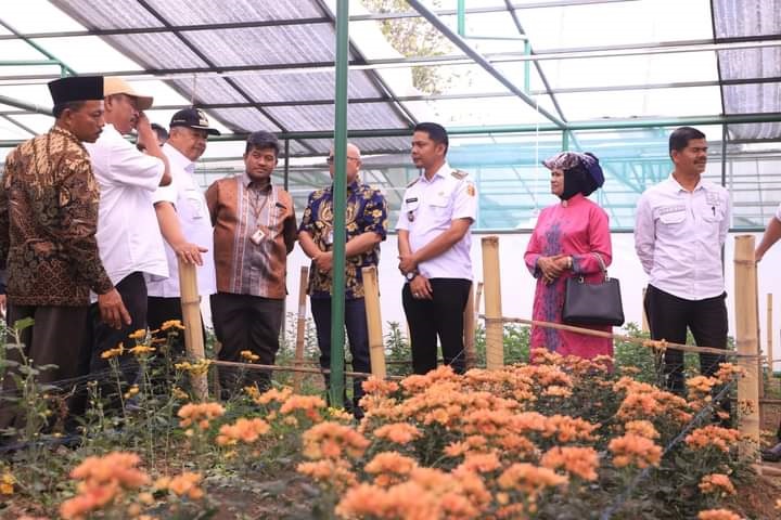 TINJAU—Wako Solok Zul Elfian meninjau Budidaya bunga krisan