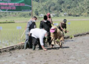 Belum Ada Penyusutan Sawah Secara Siginifikan, Kuantitas Produksi Beras di Kota Solok Dipertahankan