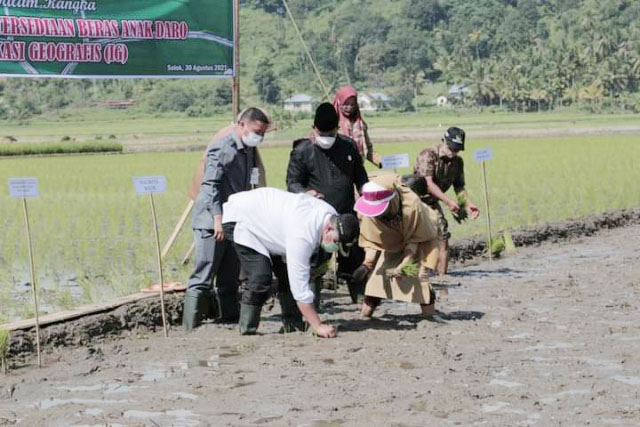 wako solok tanam padi pedana zul elfian