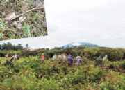 2 Kali Gagal Panen, Petani di Kamang Magek Basmi Hama Tikus