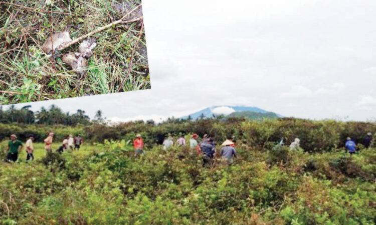 HAMA TIKUS— Hama tikus yang dibasmi oleh petani di Jorong Pulai, Nagari Kamang Magek, Kecamatan Kamang Magek, Minngu (23/10).