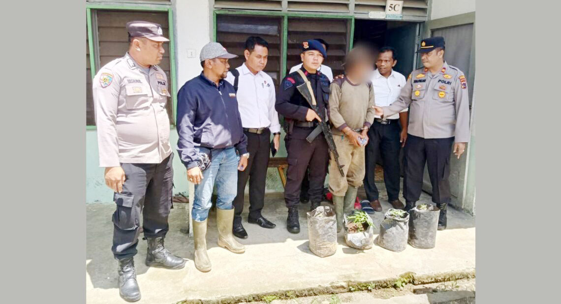 Burun Perkebunan Sawit Tanam Ganja