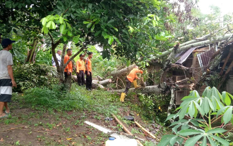 Rumah Warga Tertimpa Pohon Tumbang di Sijunjung 1 TERTIMPA POHON— Tim BPBD Sijunjung bersama warga setempat melakukan pembersihan material pohon tumbang di Nagari Bukti Bual, Kecamatan Koto VI, Sijunjung.
