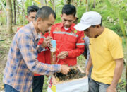 Usaha Madu Galo-galo oleh KTH Batu Gajah Sepakat, Penikmat hingga ke Mancanegara
