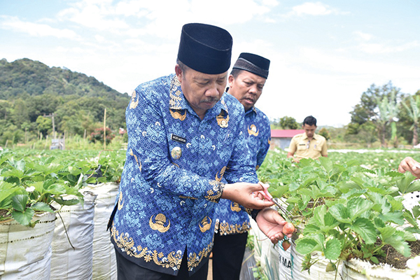Nagari Balingka Miliki Kebun Wisata Stroberi Petik Sendiri 1 STROBERI PETIK SENDIRI— Bupati Agam, Dr H Andri Warman, mekunjungi kebun stroberi Angah Bancah di Jorong Pahambatan Nagari Balingka, Kecamatan IV Koto, dan bisa dipetik sendiri.