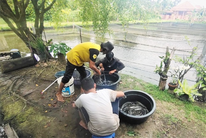 Budidaya Lele Jadikan Rawa Lebih Produktif 1 budidaya lele--Masyarakat Kelurahan Sri Mulya, Sematang Borang, Palembang memanfaatkan lahan rawa untuk budidaya lele dimana setiap kolam mampu menghasilkan lele siap panen berkisar 200-400kg.