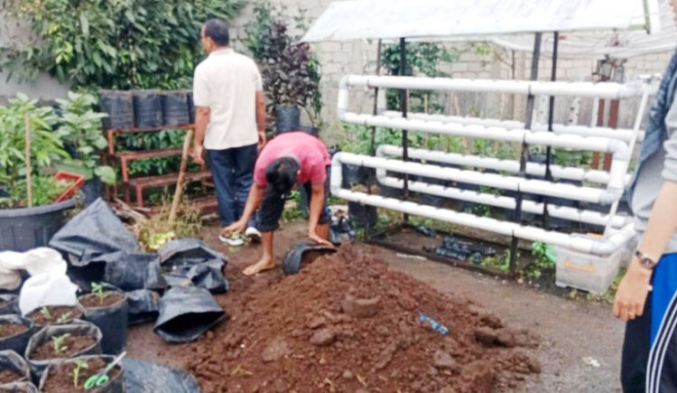 ASN Pemko Solok Diajak Tanam Cabai di Pekarangan 1 manfaatkan pekarangan rumah— Sejumlah warga dan juga ASN Pemko Solok diajak untuk memanfaatkan lahan kosng dan juga pekarangan rumah untuk menanam cabai merah.