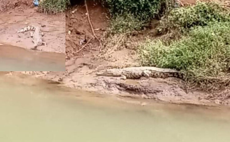 Warga Sungai Sapih Resah, 3 Ekor Buaya Sepanjang Tiga Meter Menampakkan Diri 1 MUNCUL DI BATANG GUO— Buaya sepanjang 3 meter menampakan diri di aliran sungai Batang Guo, Kuranji, Selasa (11/10).