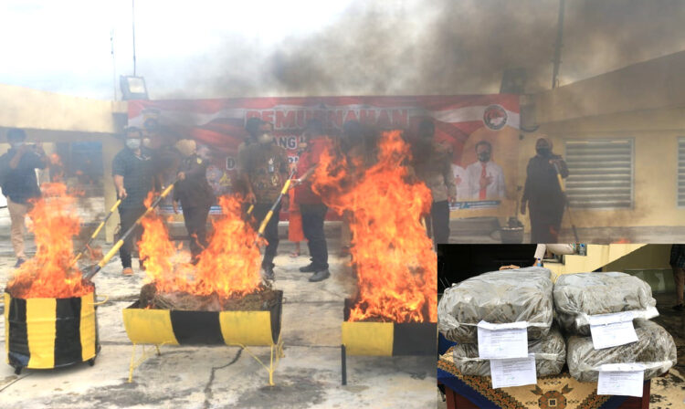 MUSNAHKAN— Polda Sumbar memusnahkan puluhan kilo daun ganja kering hasil tangkapan.