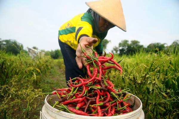 Cabai Merah Meroket, Kenaikan Harga Gula Pasir harus Diwaspadai 1 Ilustrasi petani cabai yang sedang proses panen.