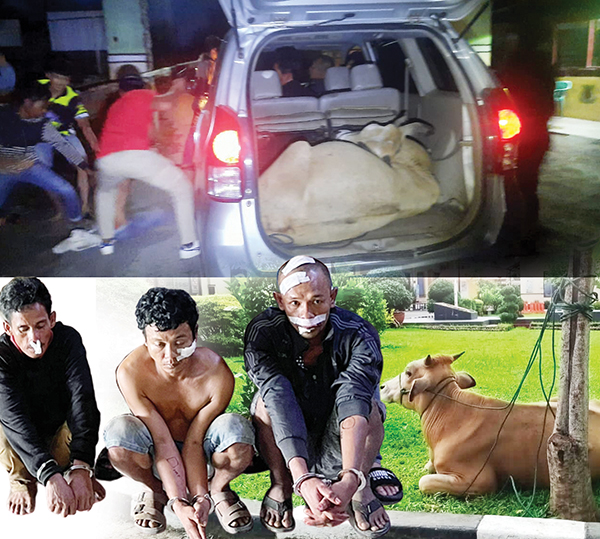 Komplotan Pencuri Ternak Beraksi Pakai Mobil Avanza, Sapi Diikat lalu Ditaruh dalam Bagasi, Kabupaten Agam 1 PENCURI TERNAK— Jajaran Satreskrim Polres Agam meringkus tiga pelaku pencuri sapi di Kecamatan Tanjung Mutiara.