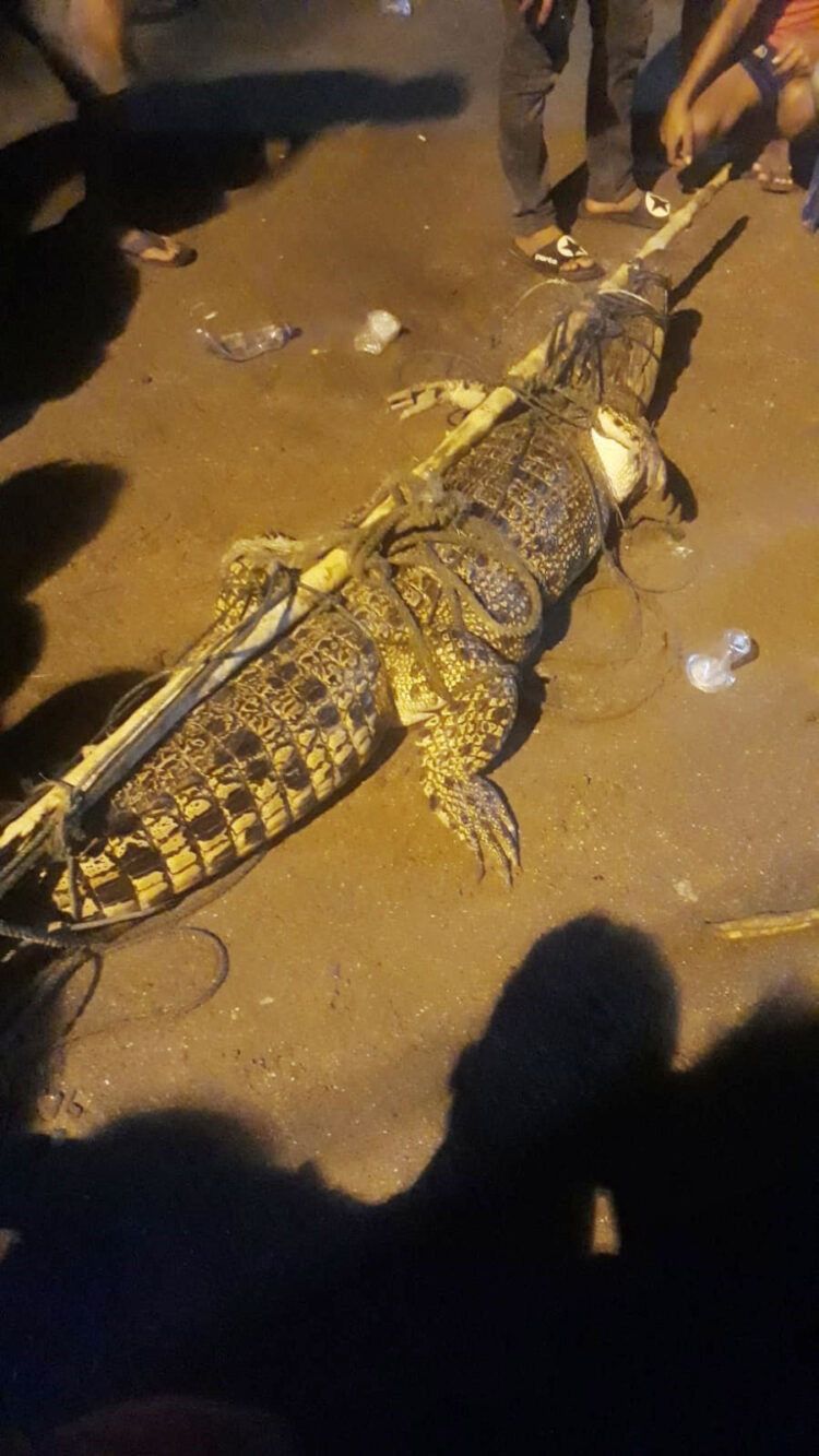 Pasang Perangkap dengan Umpan Ayam, Buaya 2 Meter Berhasil Ditangkap Warga di Kabupaten Padangpariaman 1 BUAYA DITANGKAP— Buaya yang merasahkan gegara sering muncul di pinggir sungai berhasil ditangkap warga Nagari Ulakan Induak, Kecamatan Ulakan Tapakis.