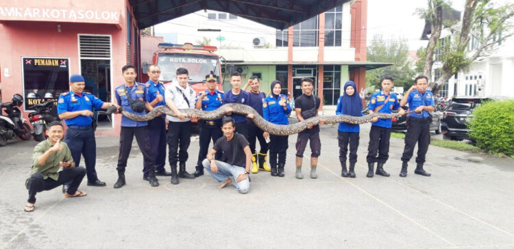 ULAR— Tim Damkar Kota Solok mengevakuasi ular piton raksasa dari permukiman warga di Kelurahan Tanah Garam, Kecamatan Lubuk Sikarah.