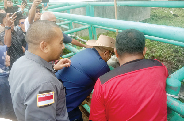 PEMASANGAN EARTAG— Sekda Kota Padang Andree Algamar didampingi Kepala Distan Kota Padang Syahrial Kamat, melakukan pemasangan eartag atau pengenal kepada sapi di RPH Aiepacah, saat Off Pengendalian dan Penanganan PMK Nasional 2023, Sabtu (28/1).