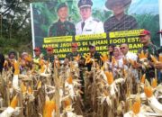 Dihadiri Dandim 0310/SSD, Jagung di Bekas Lahan Tambang Dipanen